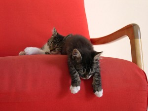 CATS- roter Sessel
